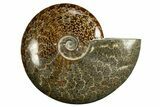 Polished, Agatized Ammonite (Cleoniceras) - Madagascar #327688-1